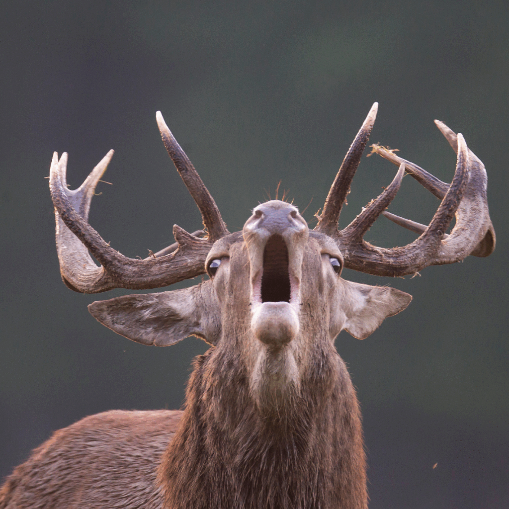 cerf élaphe brame