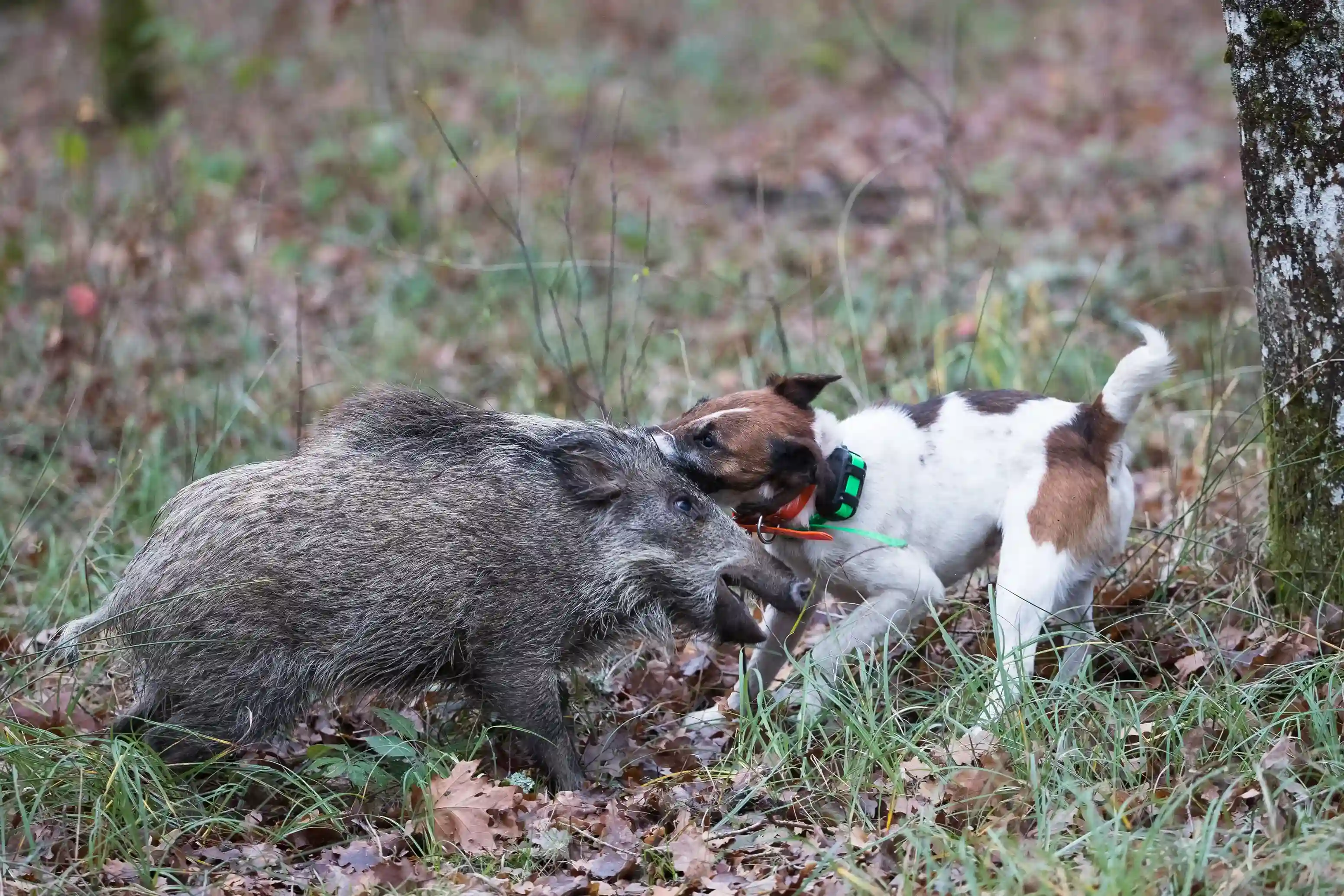 Prévenir la maladie d’Aujeszky