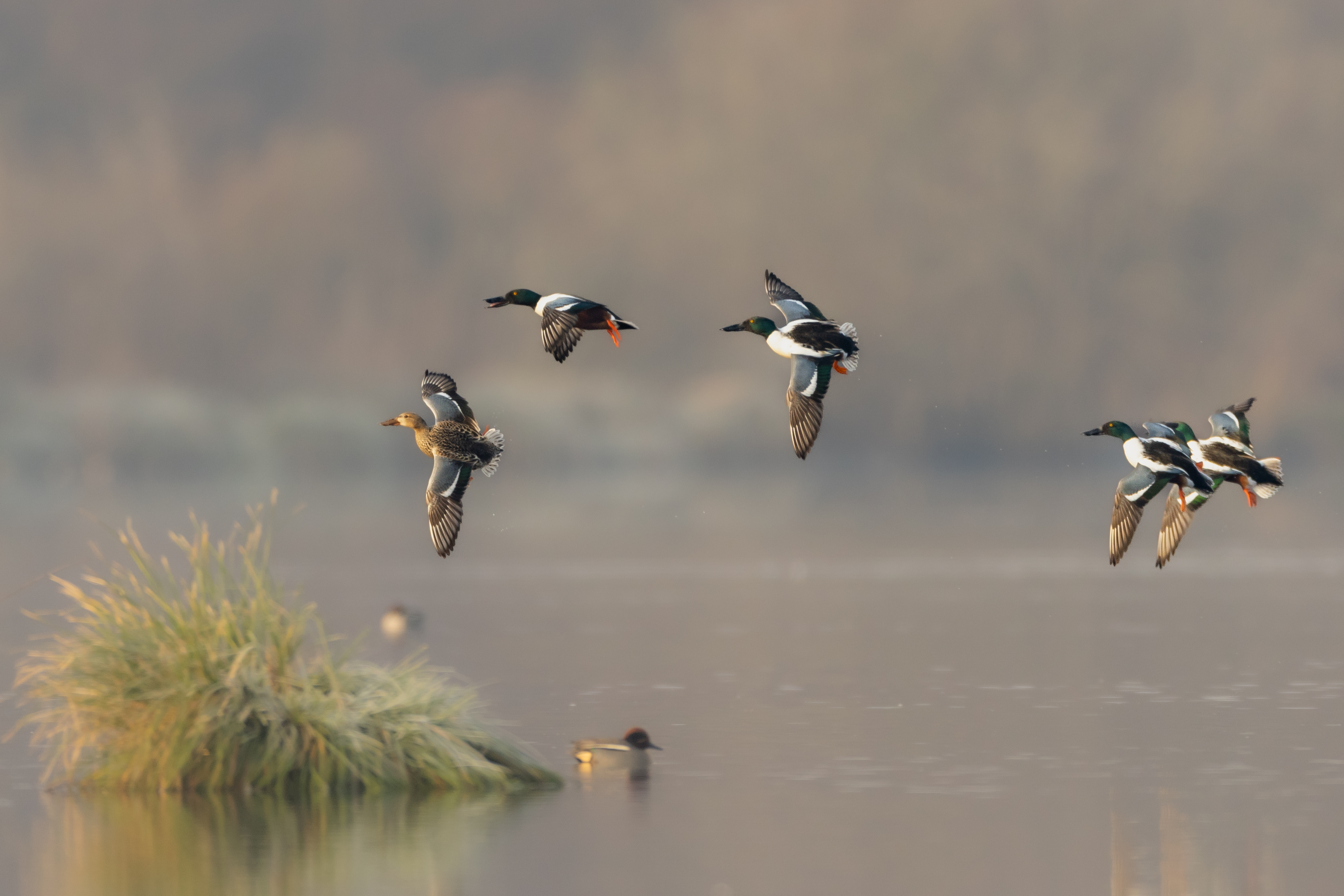 Influenza aviaire : évolution du zonage en Dordogne