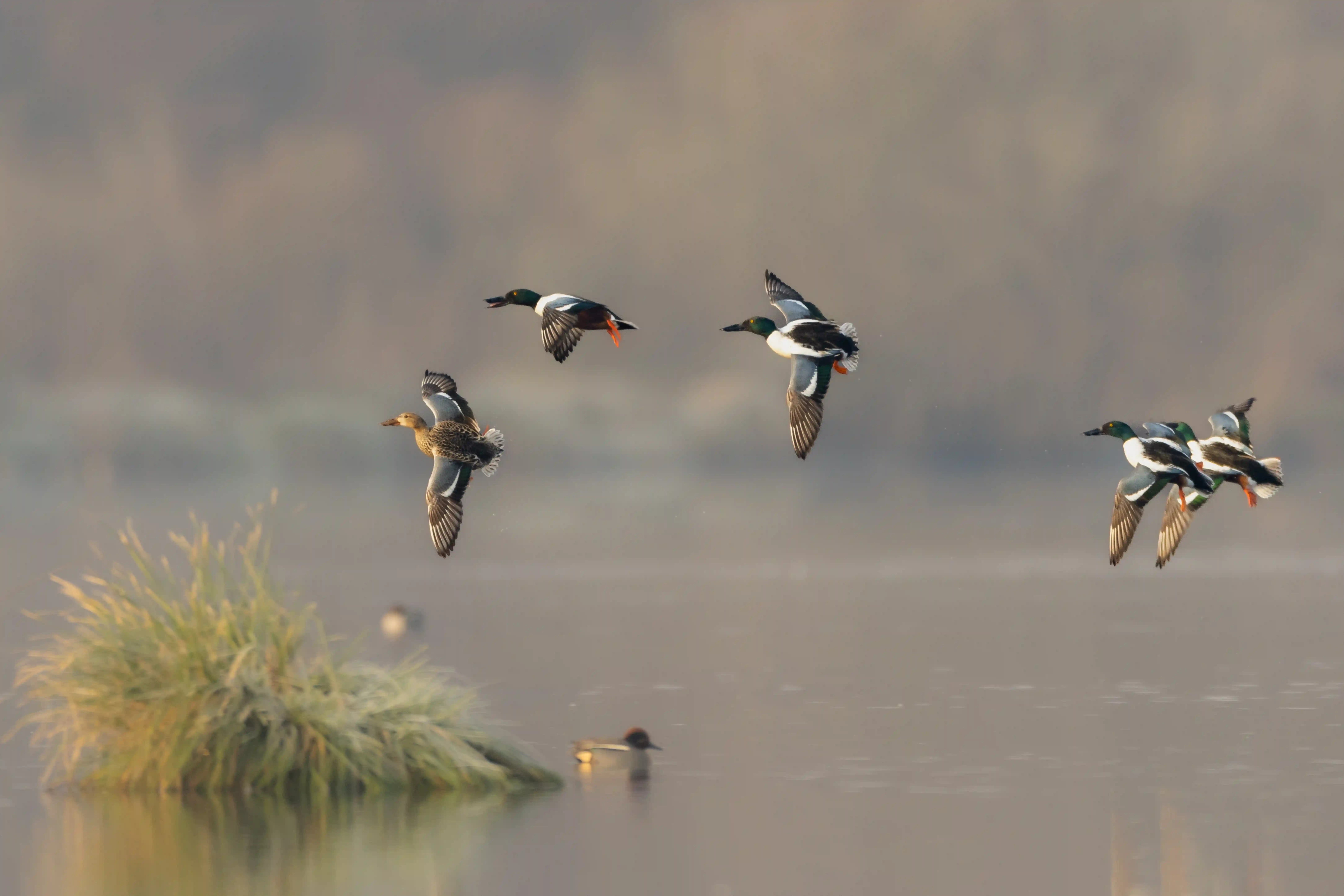 Influenza aviaire : évolution du zonage en Dordogne