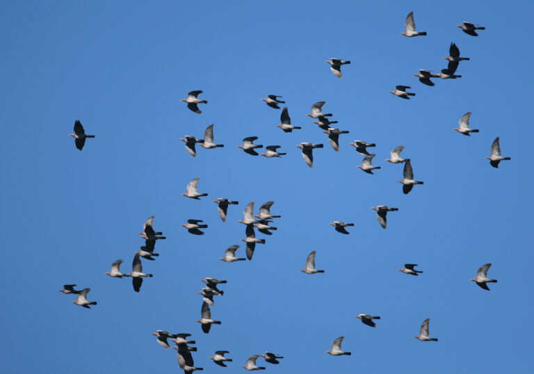 vol de pigeons ramier, ou palombes comptage des palombes en hivernage en Dordogne