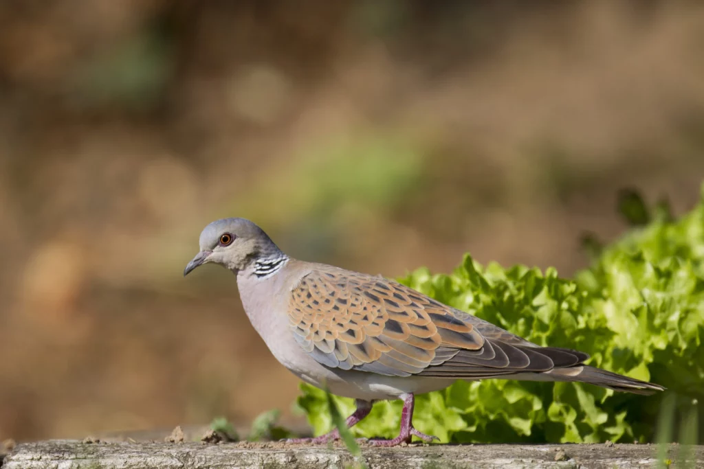 Ouverture Tourterelle des bois 2025/2026